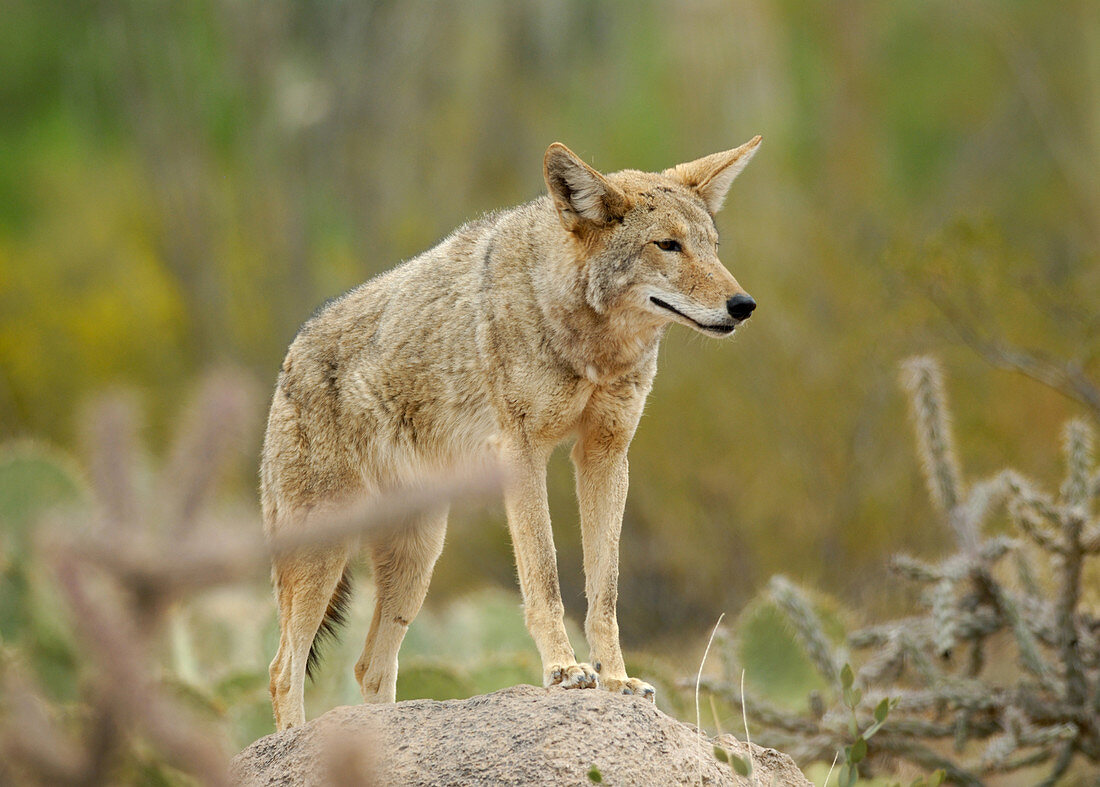 'Coyote,Canis latrans,in desert habitat'