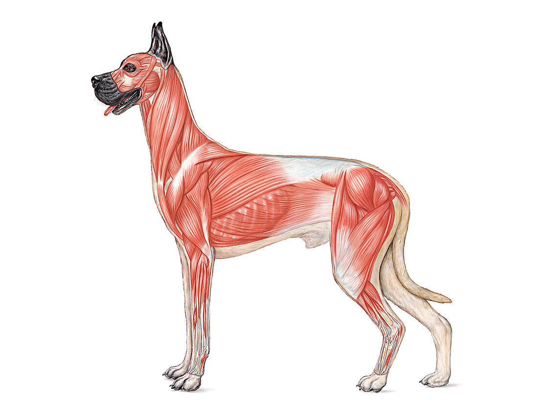 Dog Anatomy - Muscular System