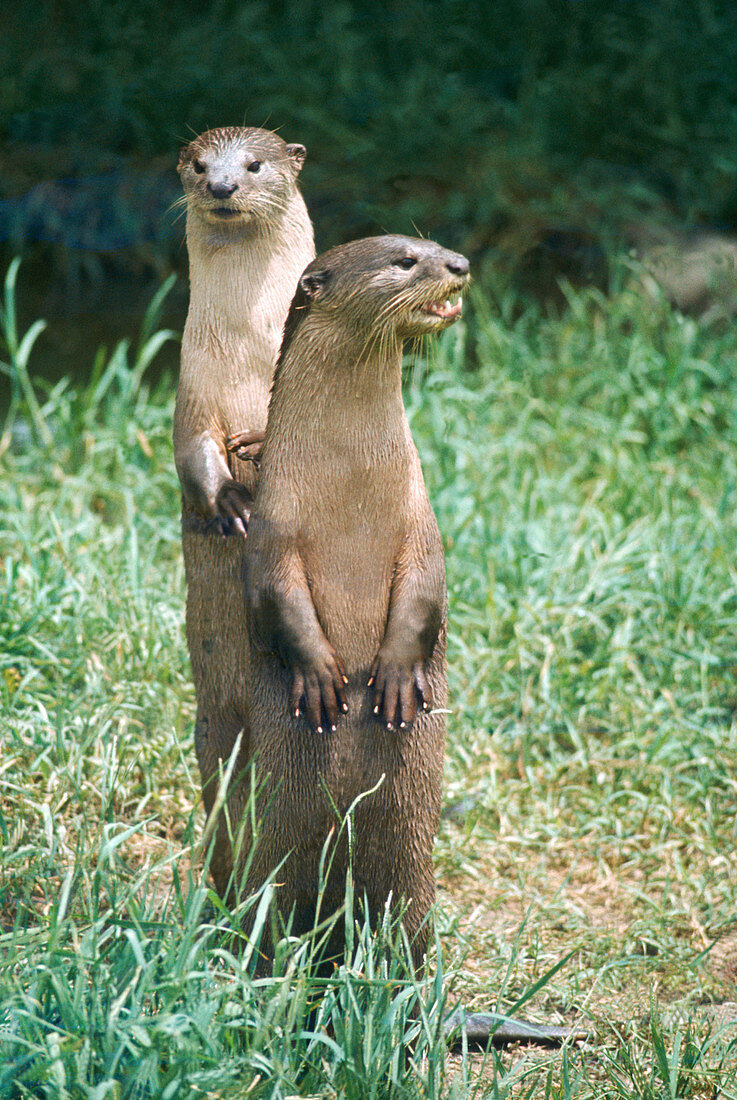 Smooth Indian otter