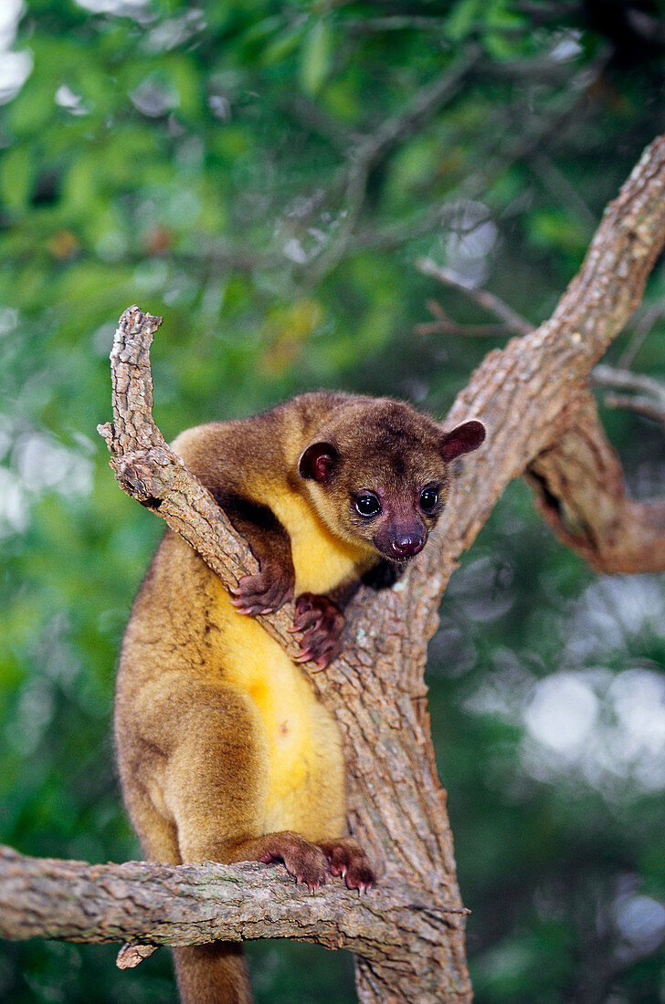 Kinkajou