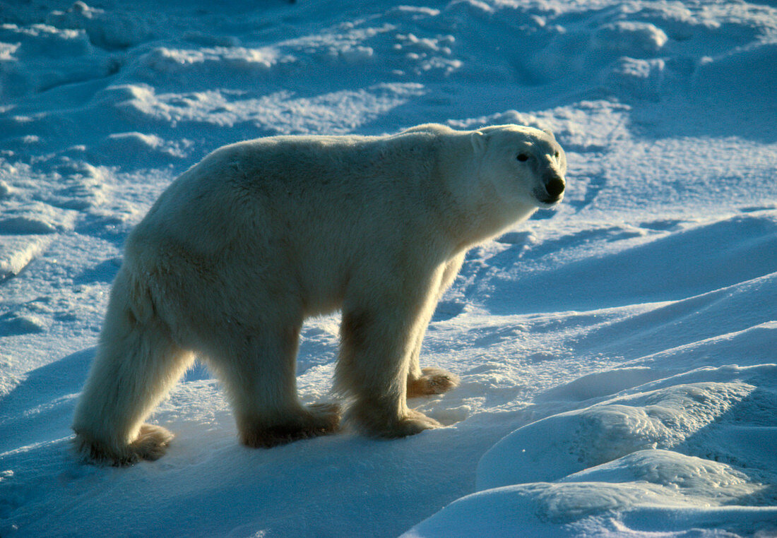 Polar bear (Ursus maritimus) walking in snow