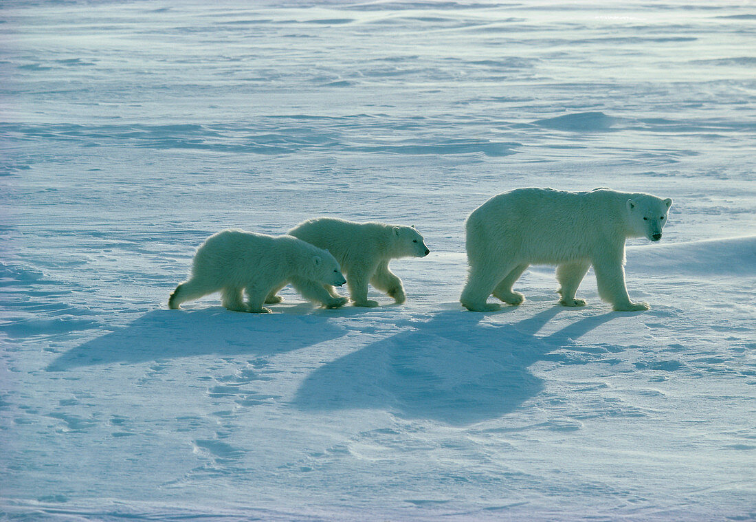 Polar bear (Ursus maritimus) with her cubs