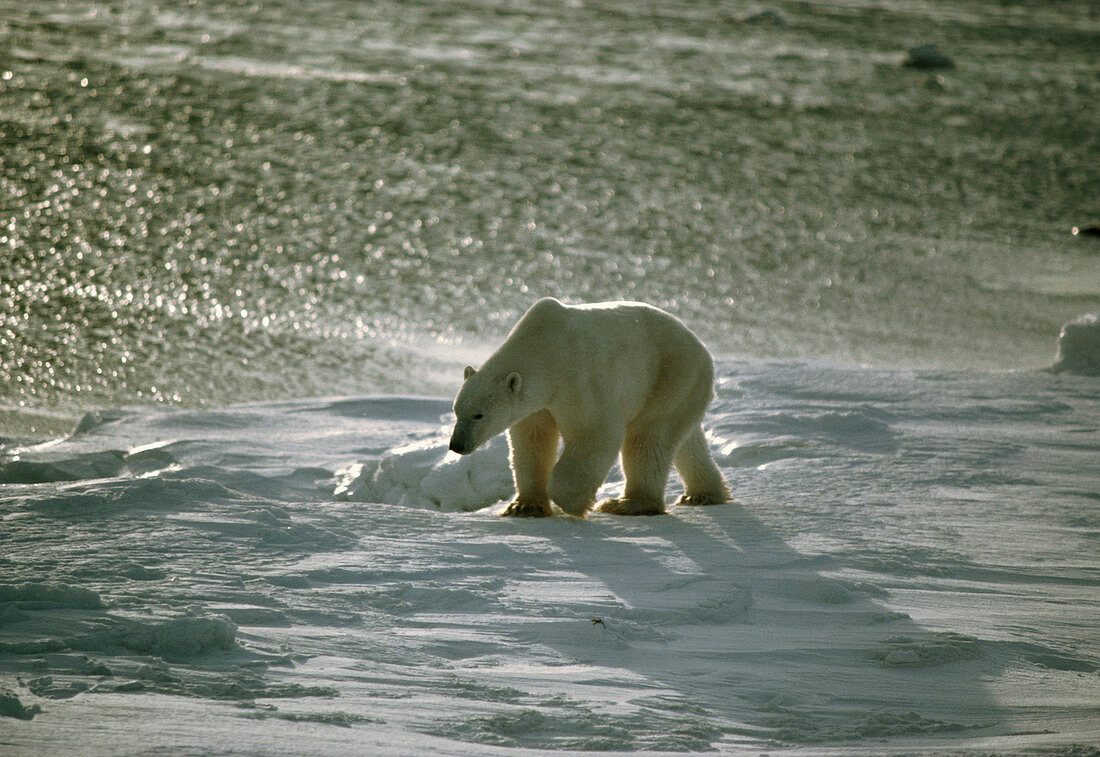 Polar bear (Ursus maritimus) walking across ice