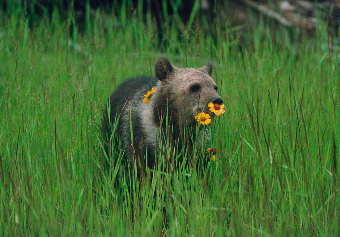 Young grizzly bear (Ursus arctos) sniffing flower