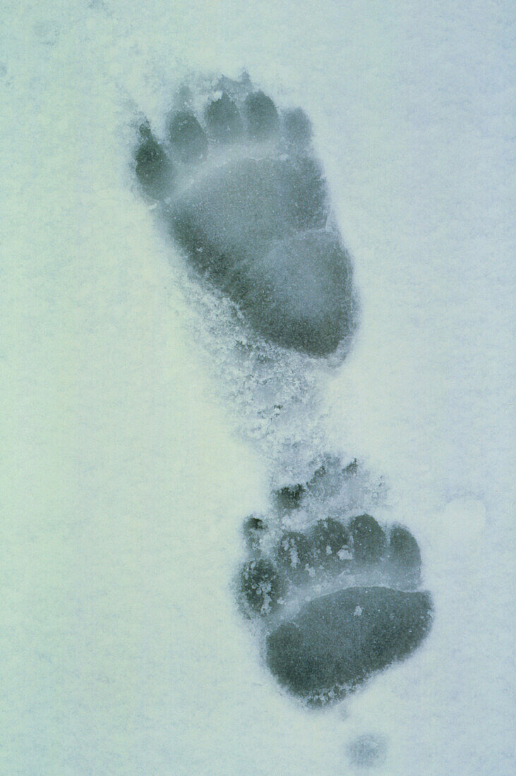 Grizzly bear footprints