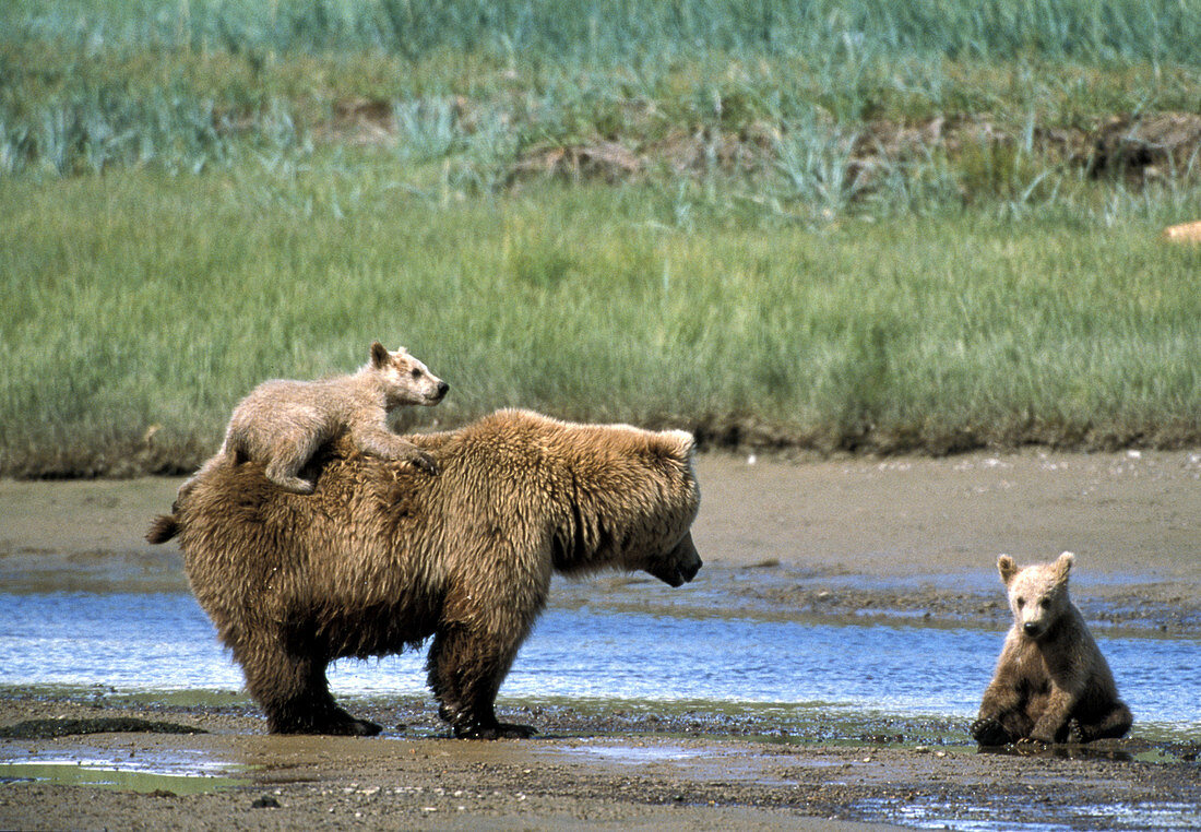 Brown bear and cubs