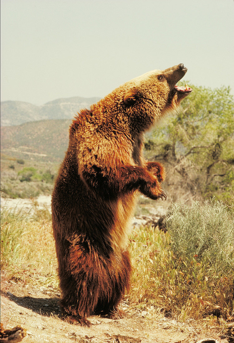 Plains grizzly
