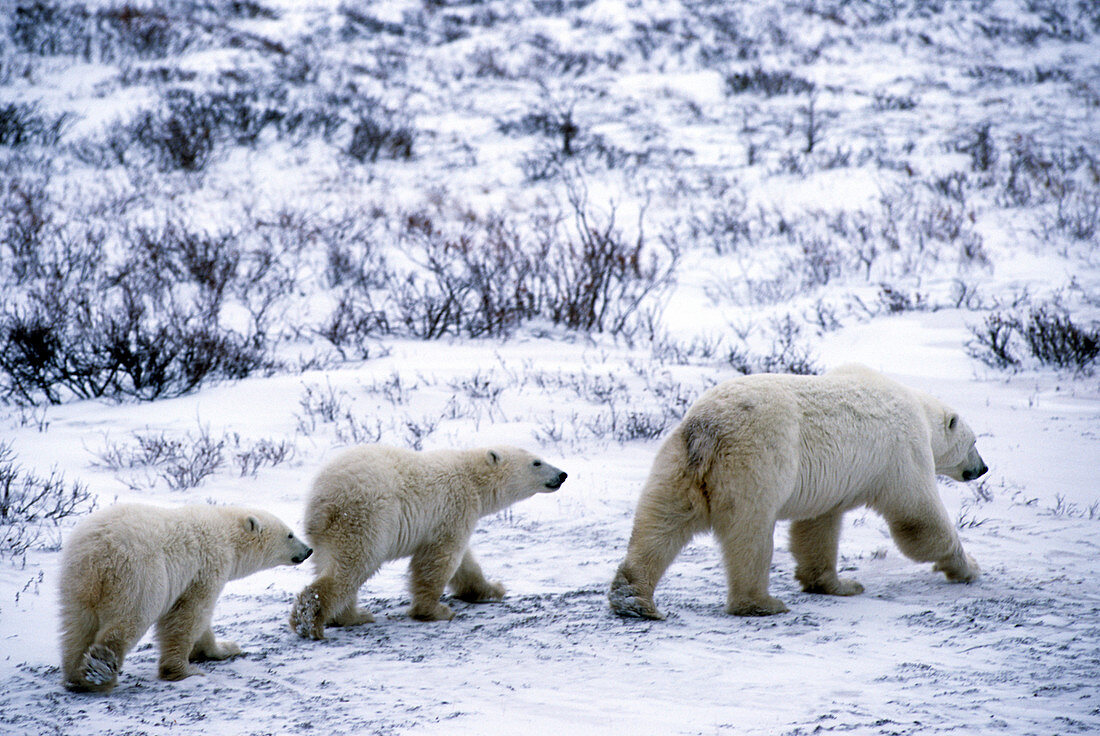 Polar Bear sow and cubs