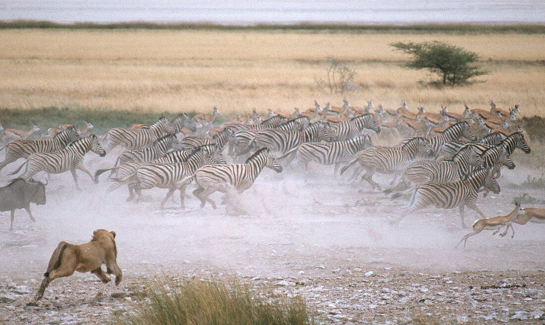 Lion Charges Zebras