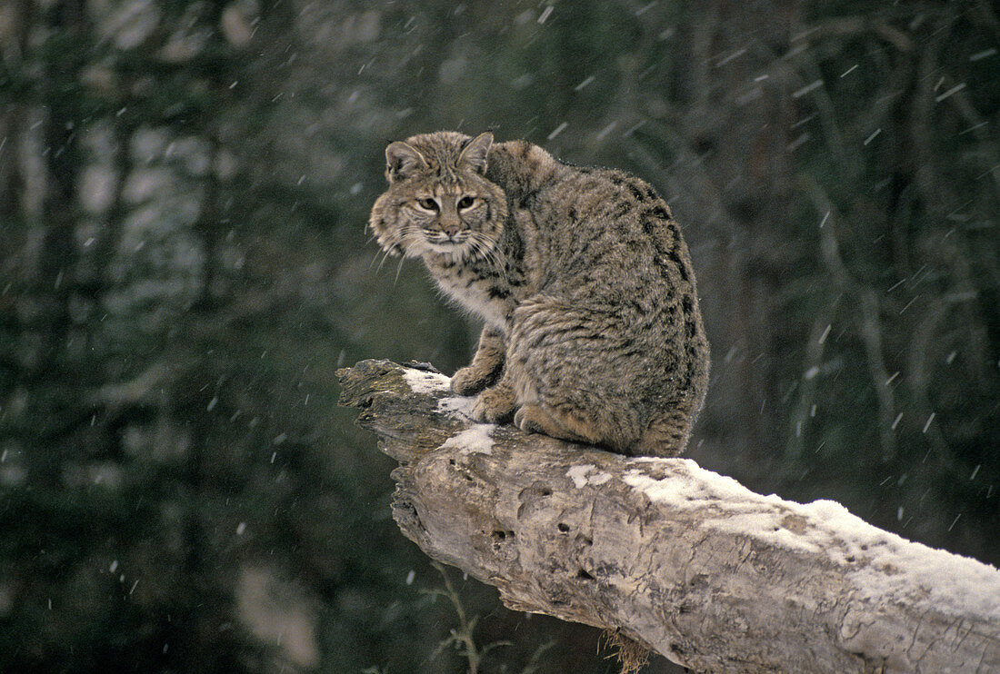 Bobcat (Lynx rufus) in winter snow