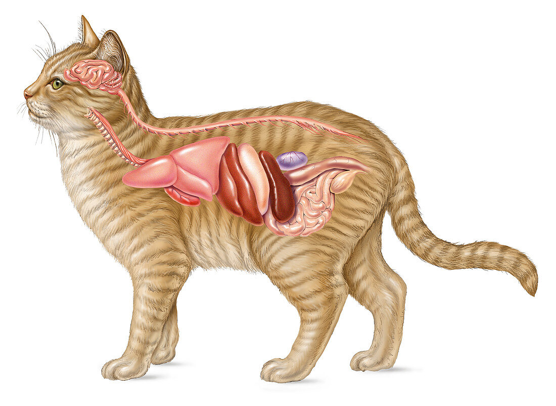 Cat Anatomy