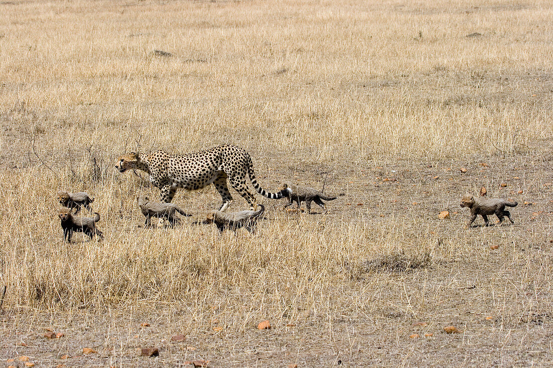 Cheetah mother and cubs