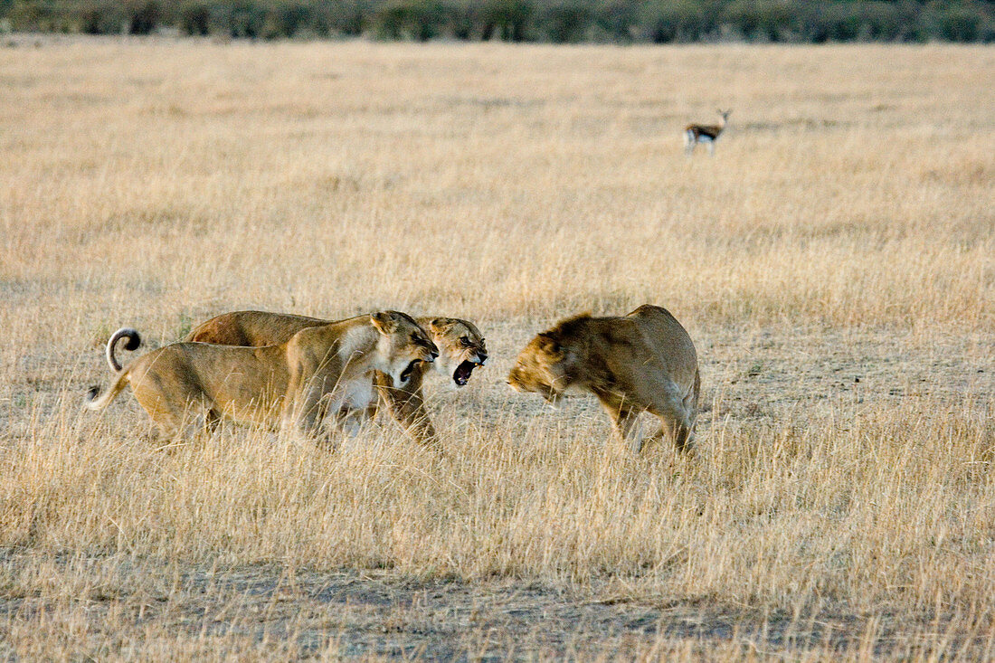 Lionesses threatening a male intruder