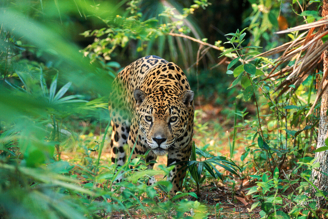 Jaguar (Felis onca)