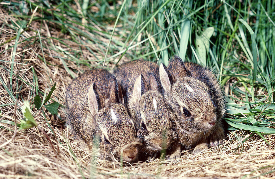 Cottontail Rabbits in nest
