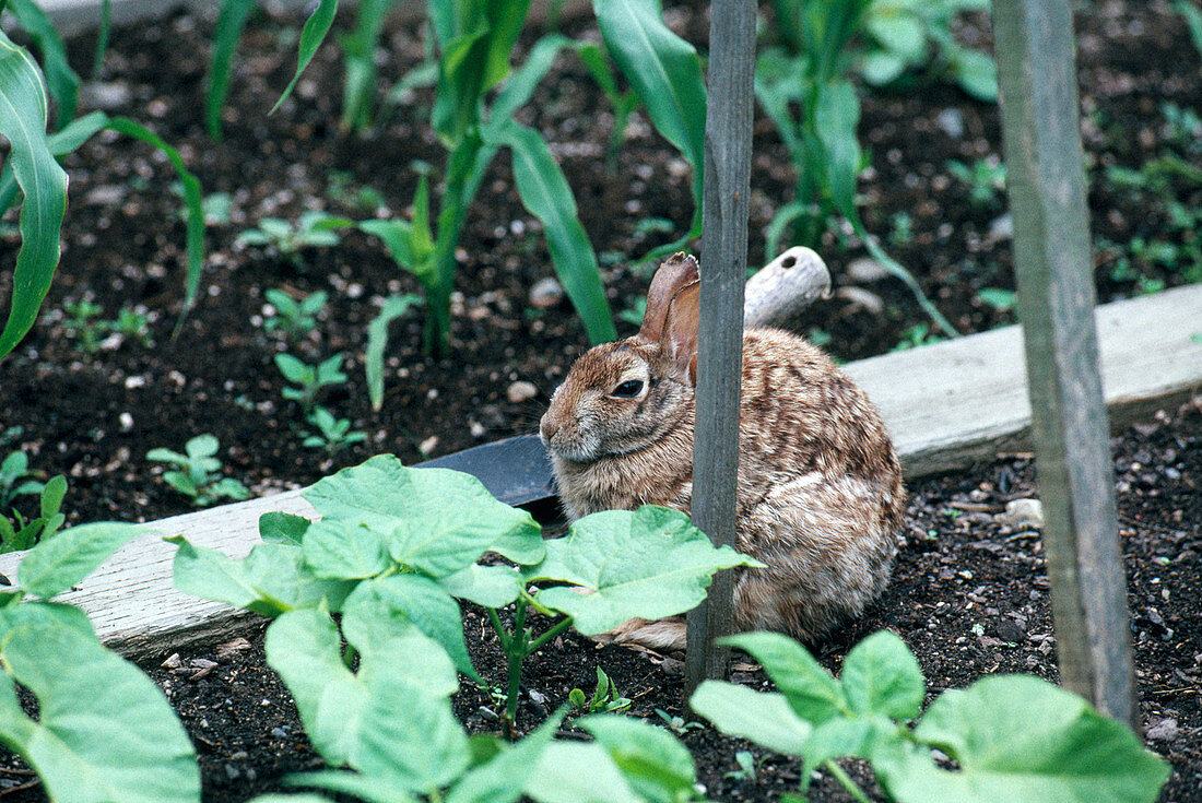 Rabbit in Vegetable Garden