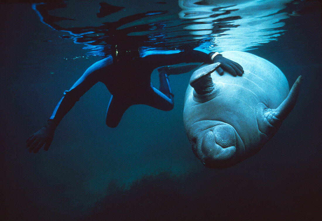 Manatee and diver