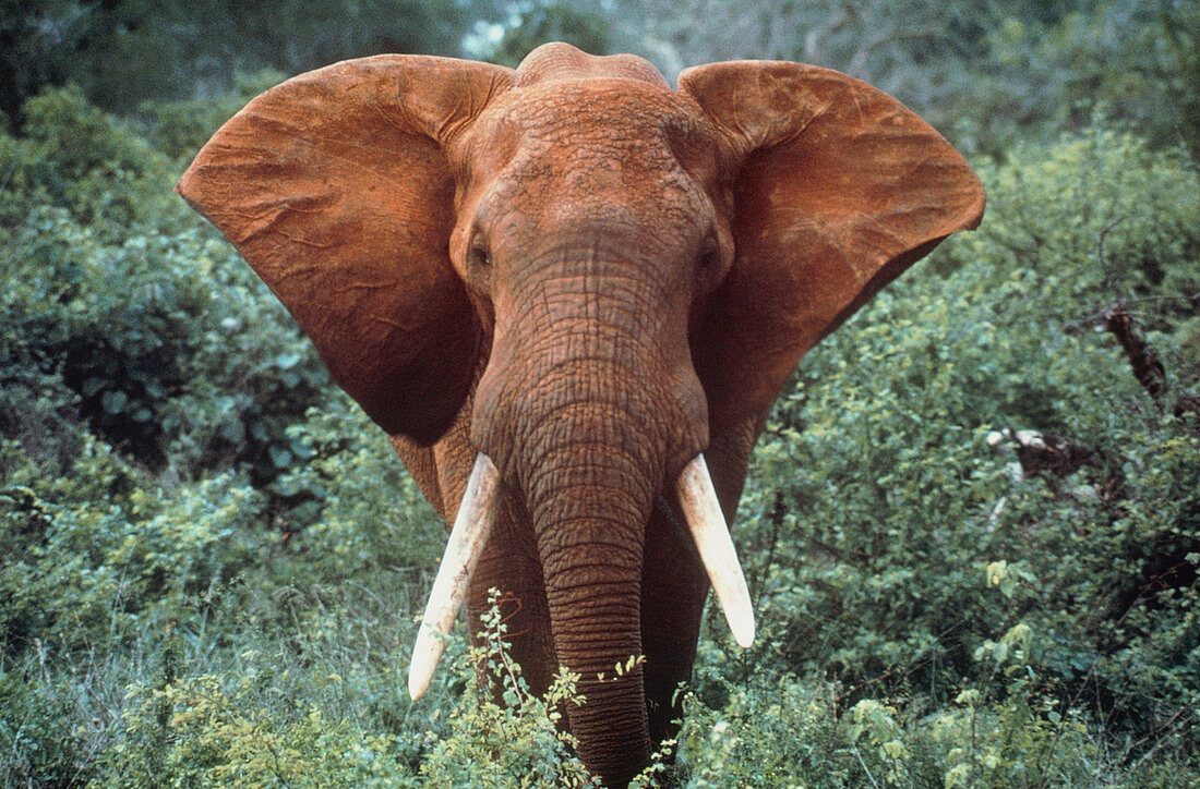 African elephant charging