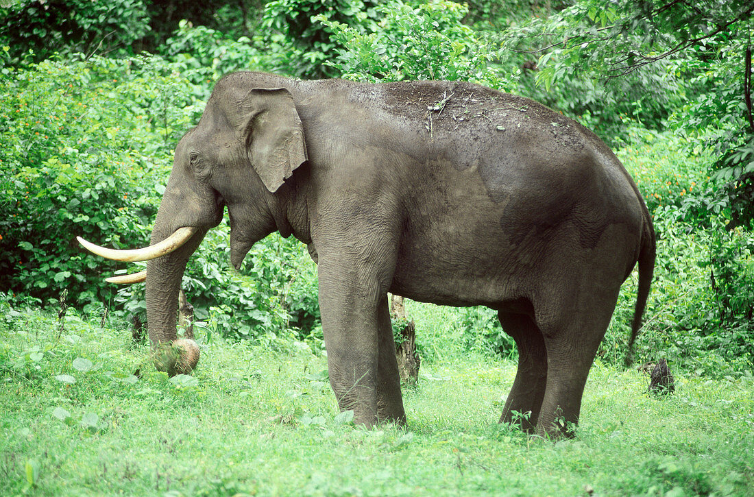 Indian Elephant (Elephas maximus)