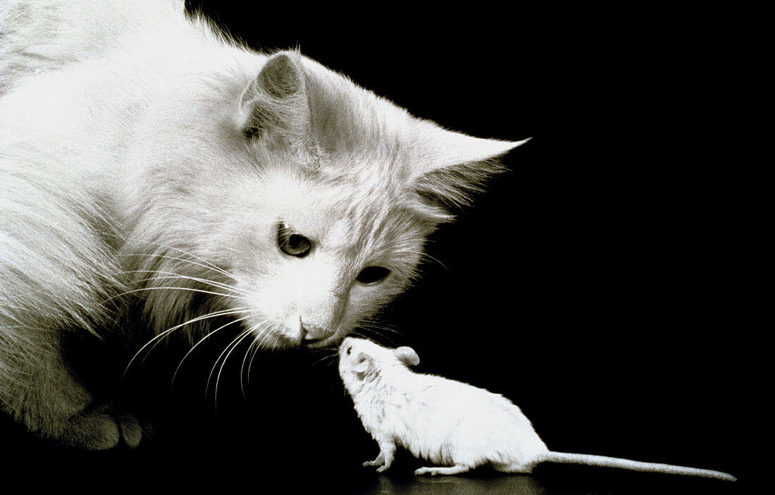 Cat and mouse