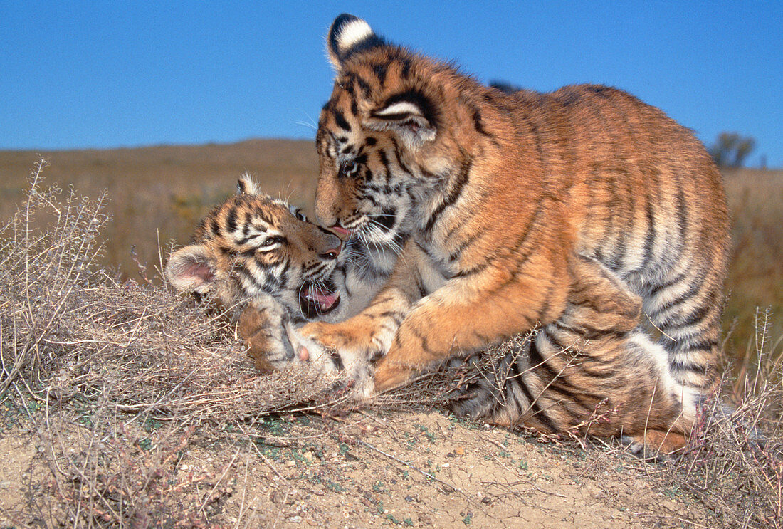 Siberian tiger cubs