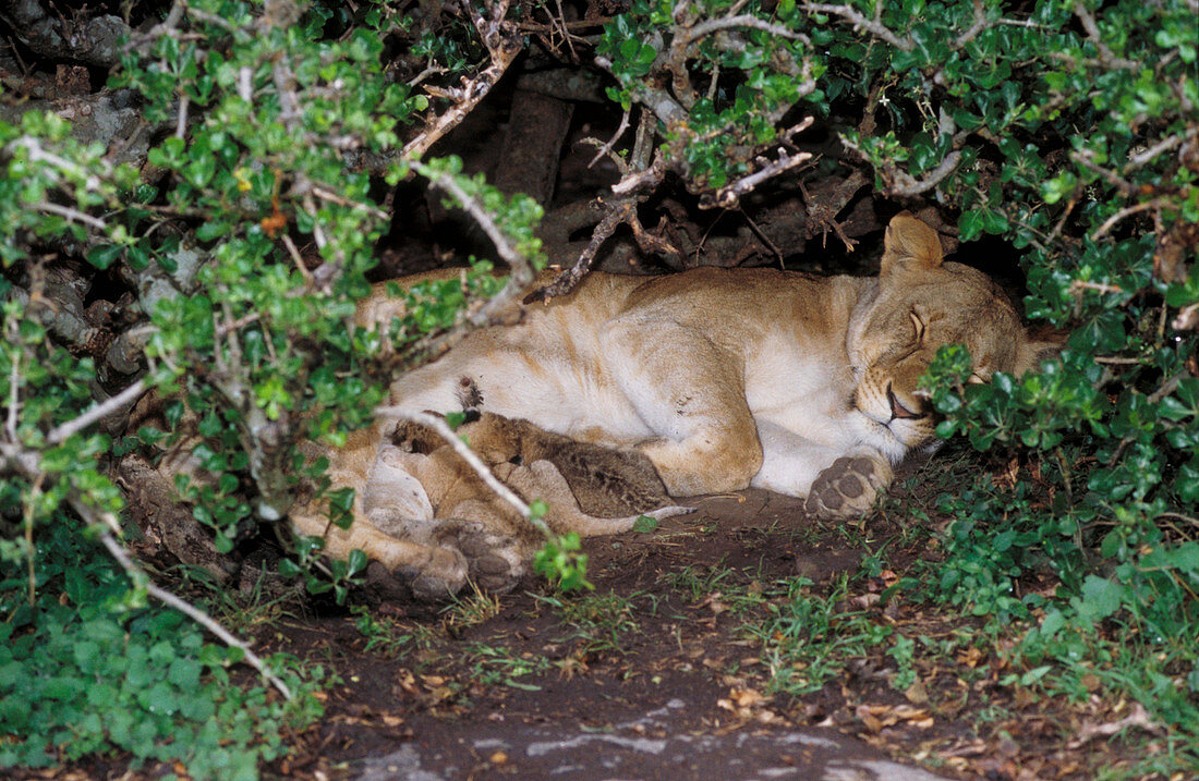 African lioness nursing cubs