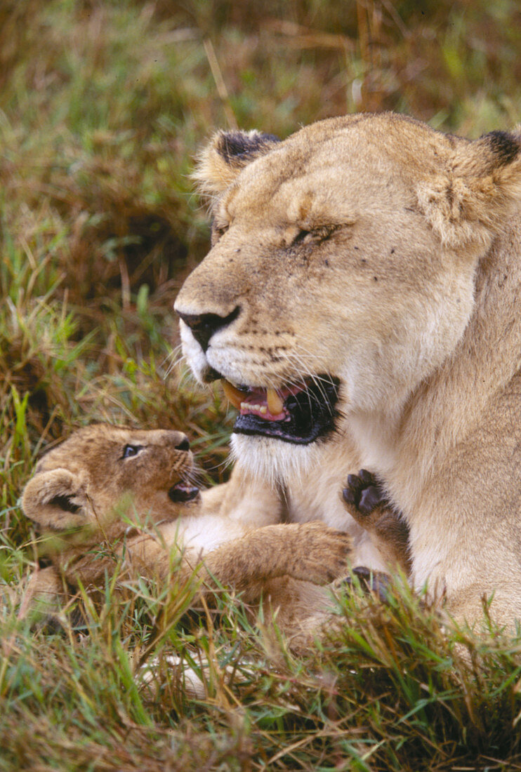 Lioness with cub