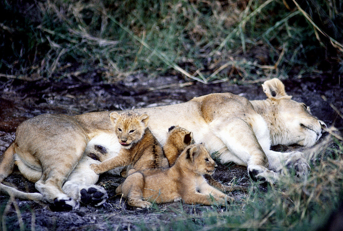 Lioness with 2-week old cubs,Tanzania