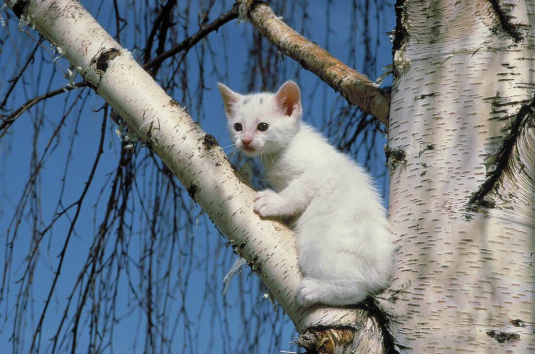 Kitten in tree