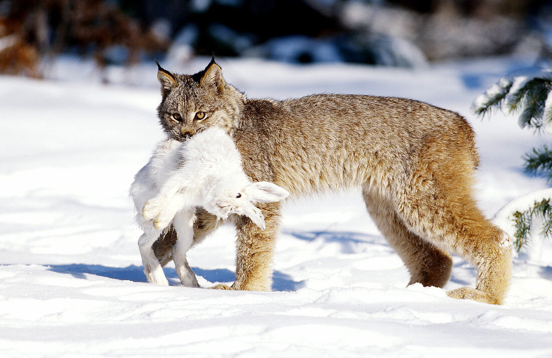 Lynx with Snowshoe Hare