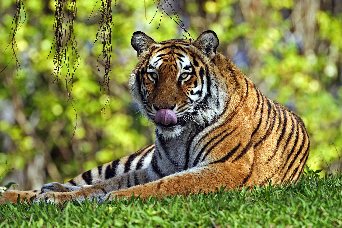 Bengal Tiger (Tigris tigris)