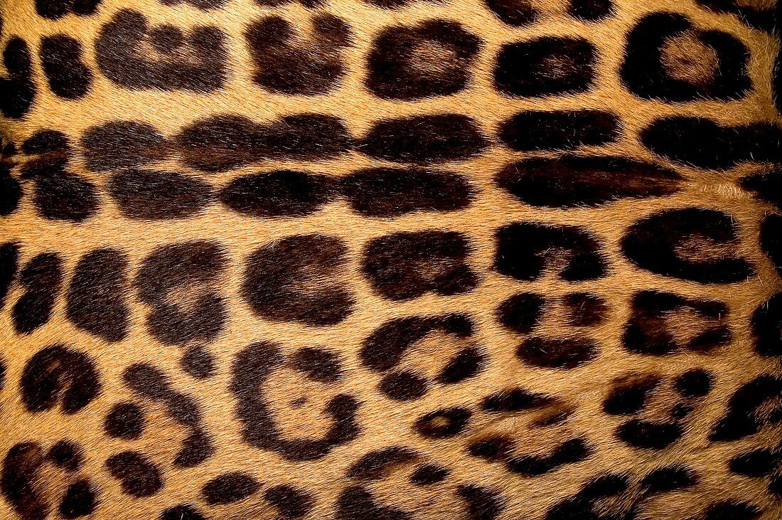 'Fur of Forest Jaguar,Brazil'
