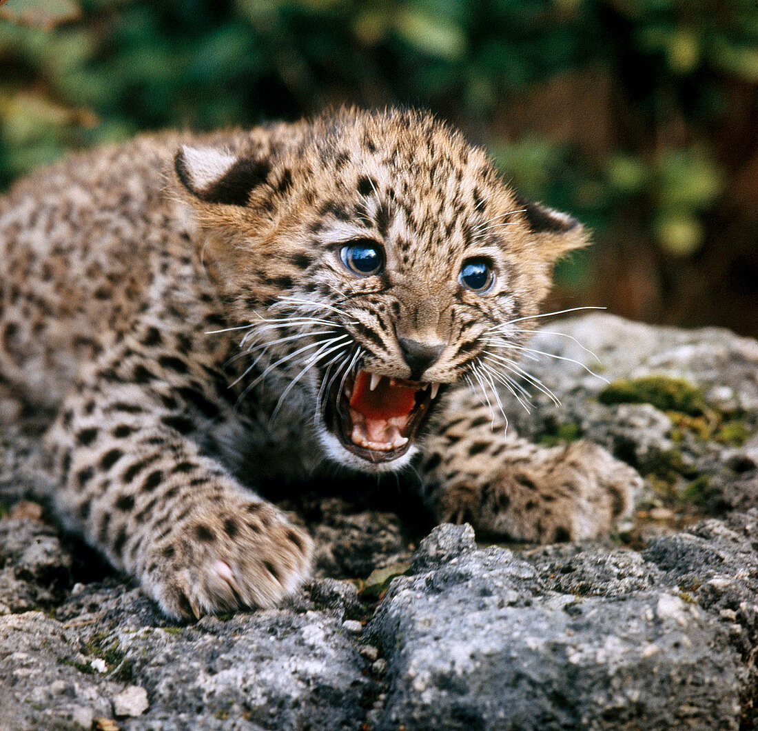 Persian Leopard cub