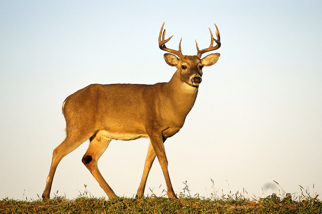 White-tailed Buck