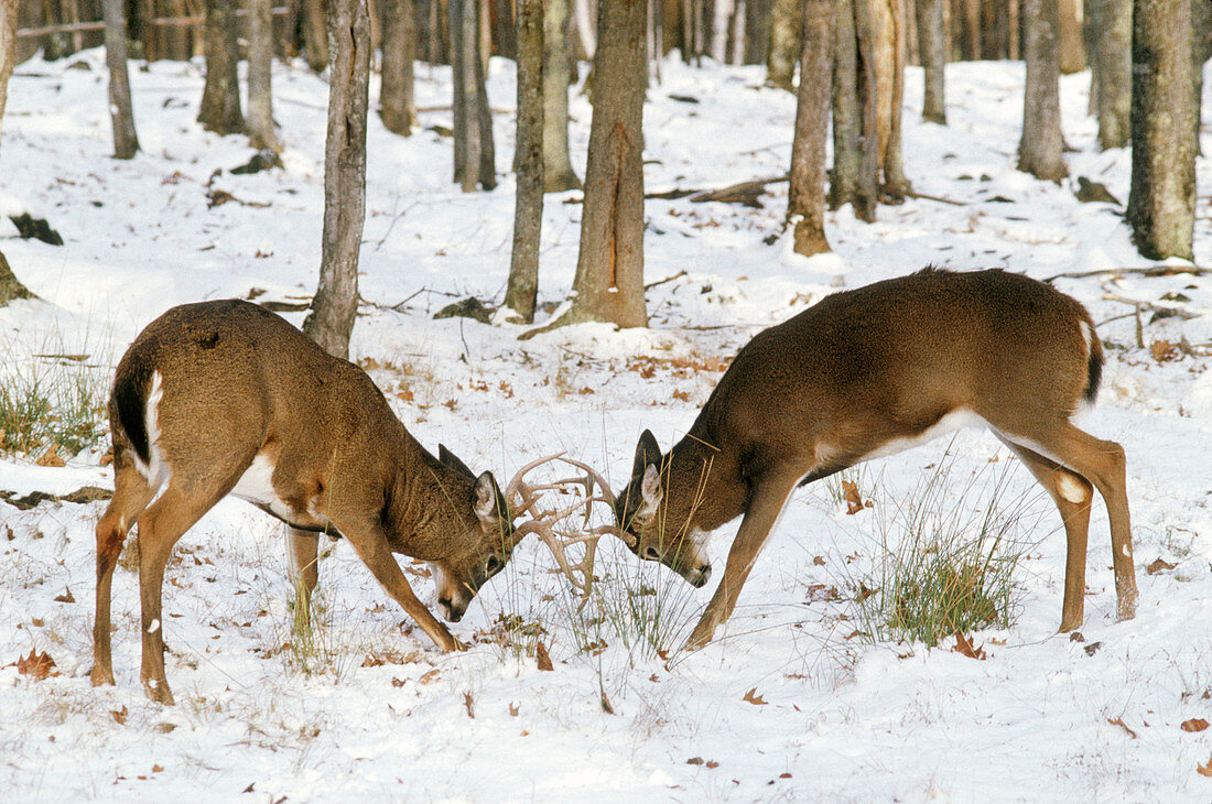 White-tailed bucks fighting for dominance