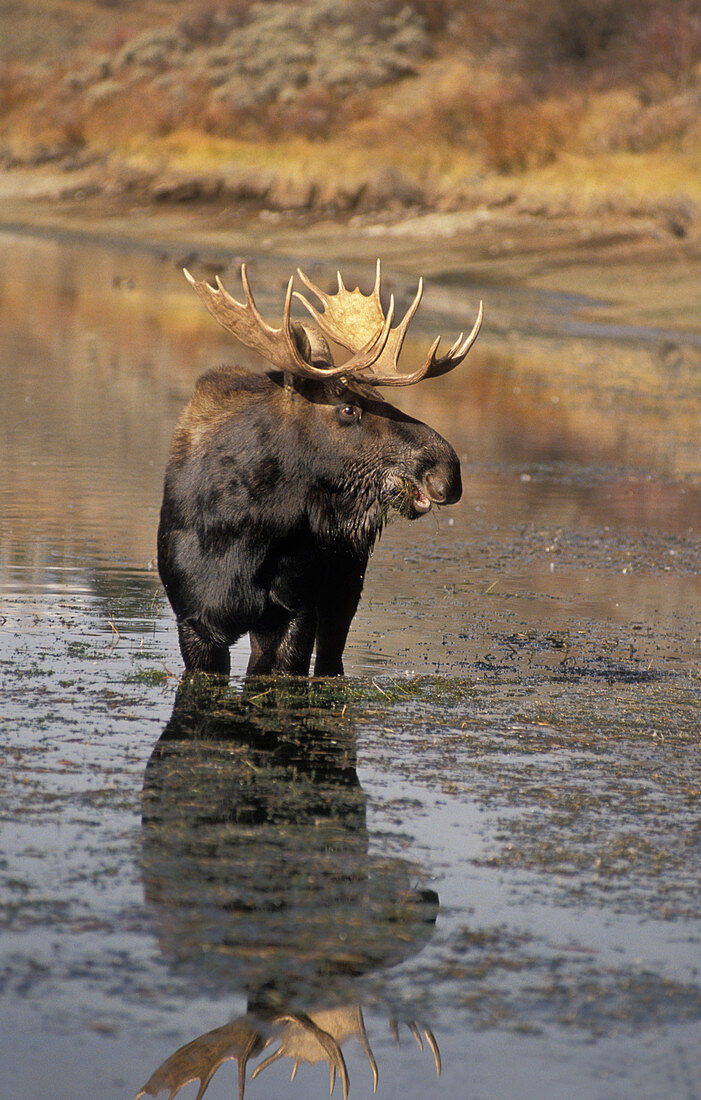 Bull Moose (Alces alces) eating grass