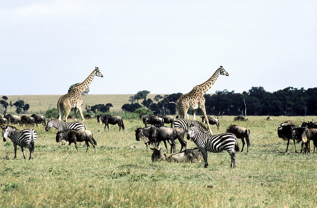 Masai Mara National Reserve,Kenya