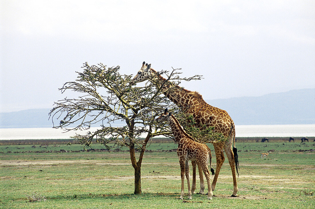 Giraffe mother and young browsing on a tree