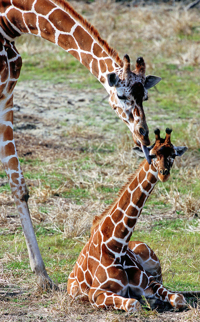 Reticulated Giraffe