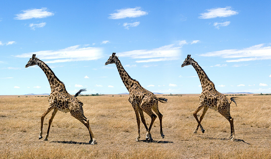 Masai Giraffe running (composite image)