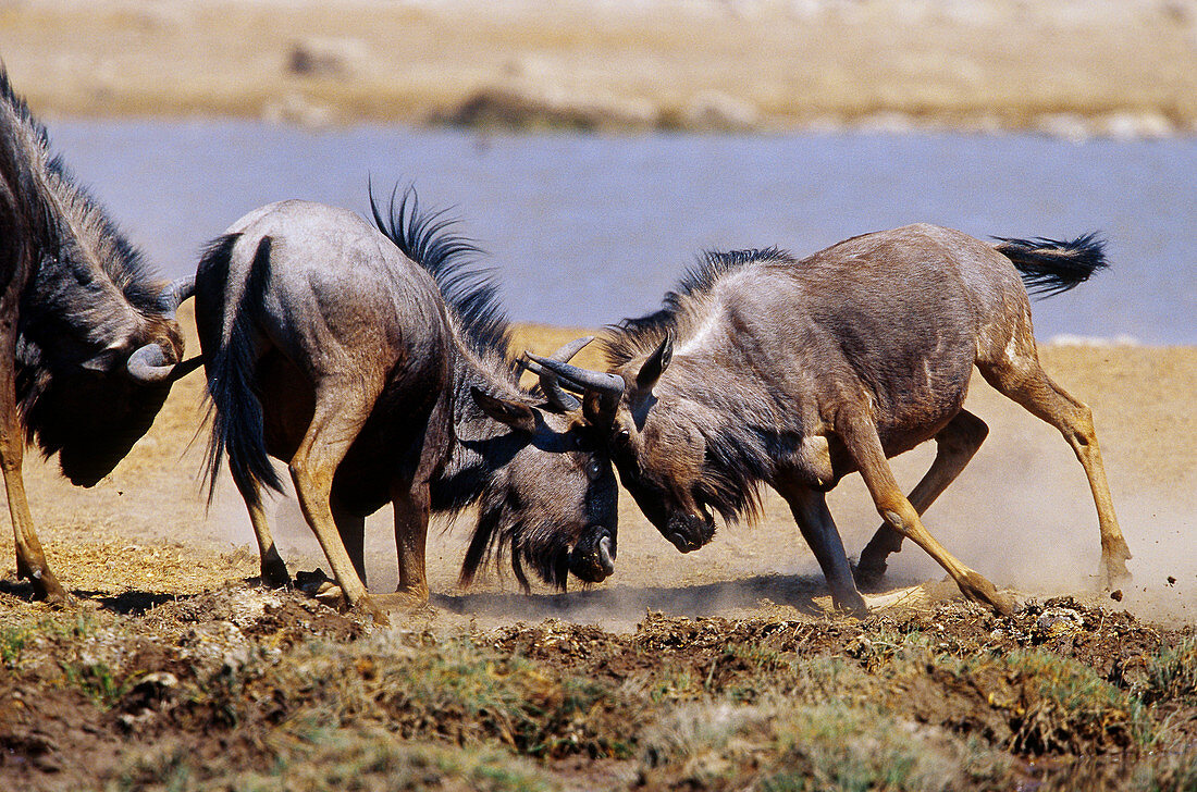 Wildebeest sparring