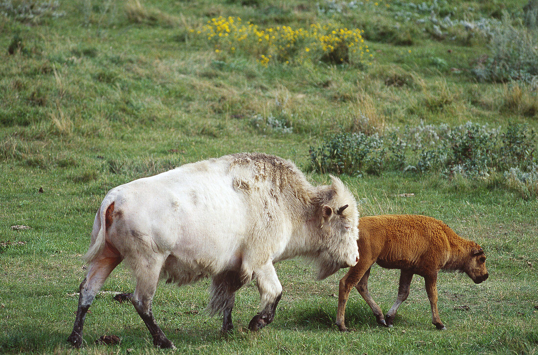 Albino bison with calf
