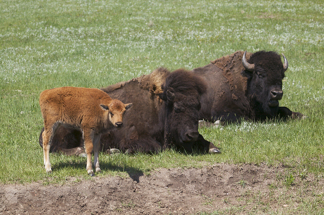 American Bison with calves