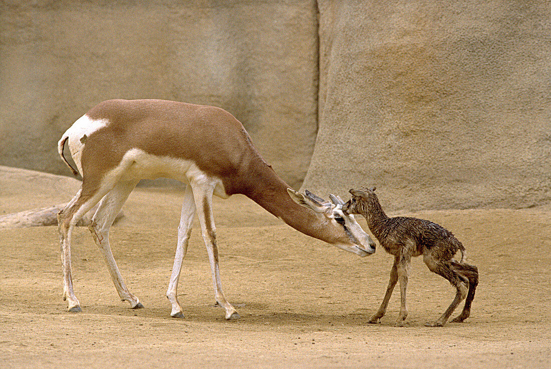 Mhorrs Gazelle With Newborn