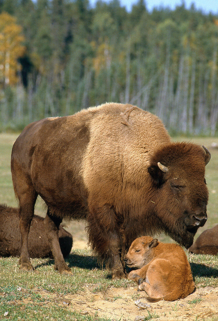 Buffalo with calf resting