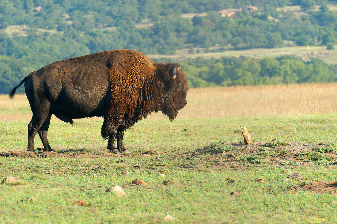 Bison and prairie dog