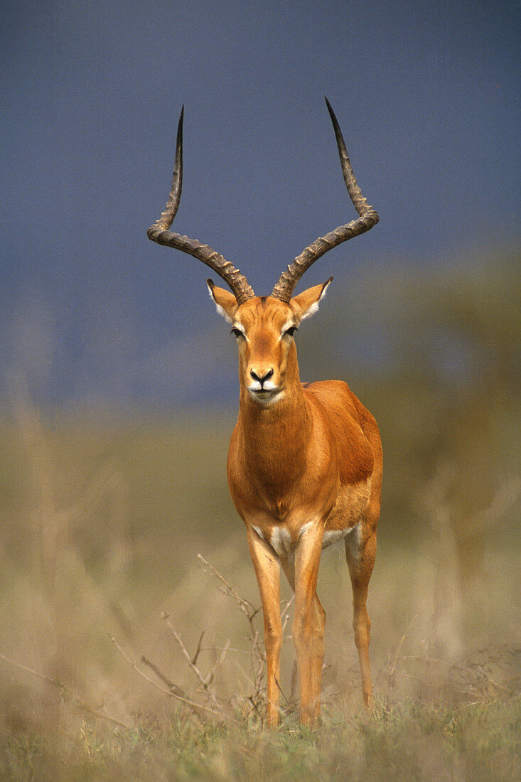 Male Impala (Aepyceros melampus)
