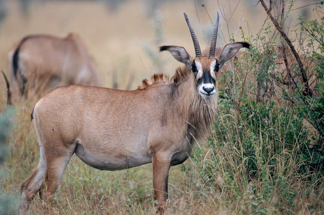 Roan Antelope