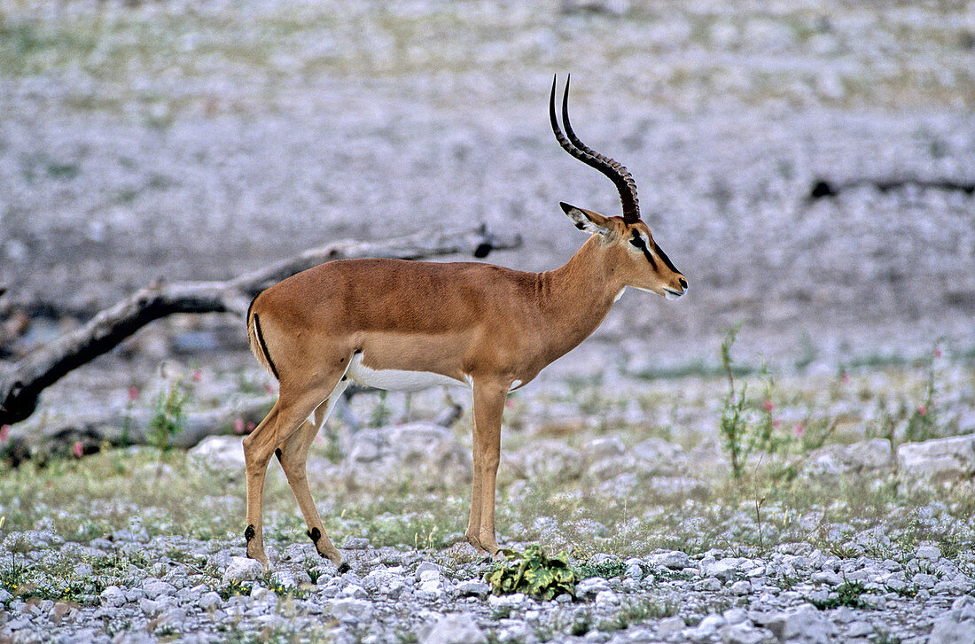 'Black-faced Impala,Etosha,Namibia'