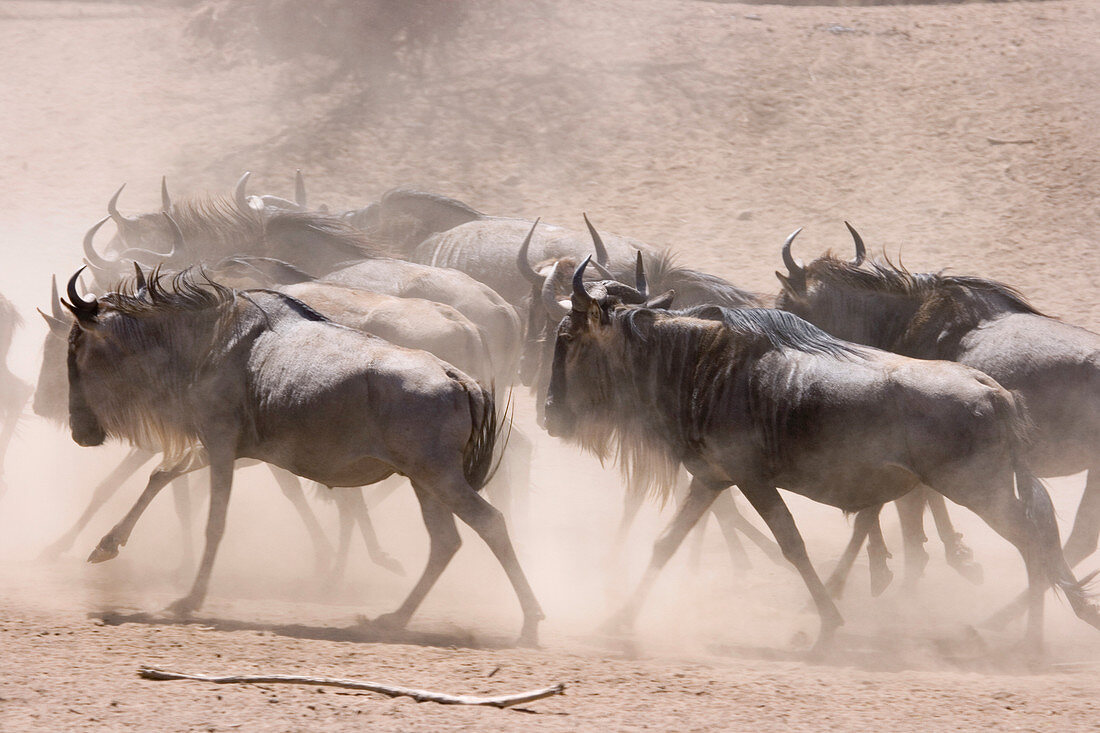 'Wildebeest kicking up dust,Masai Mara'